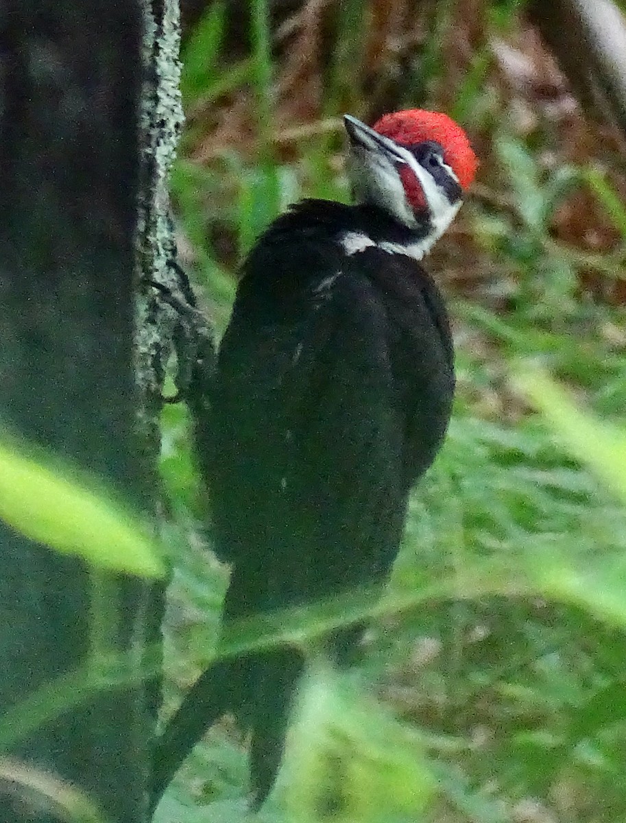 Pileated Woodpecker - ML351031291