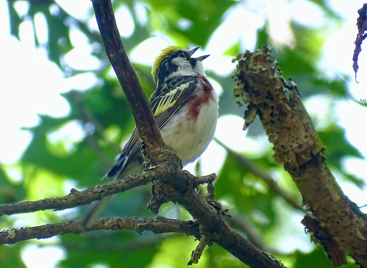 Chestnut-sided Warbler - ML351031401