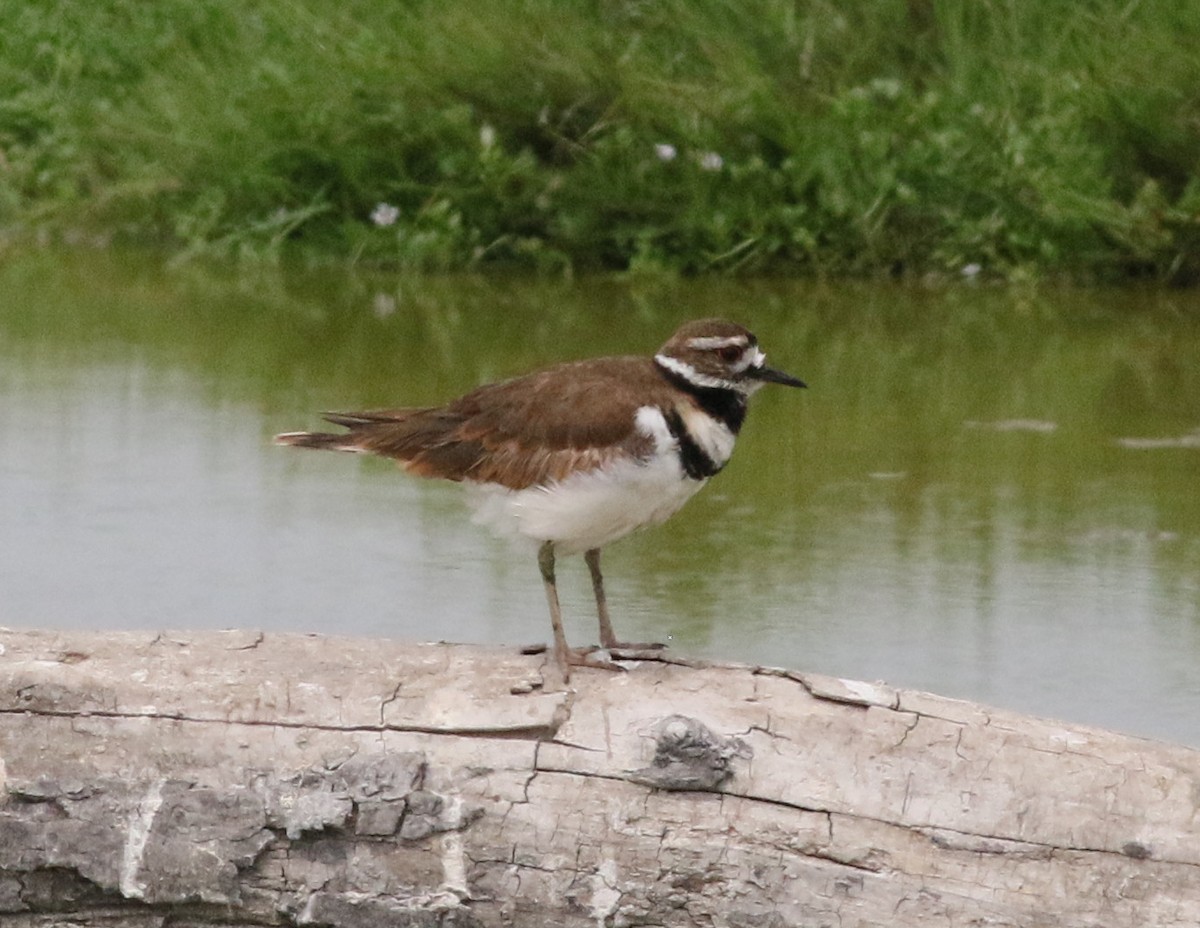 Killdeer - ML351031471