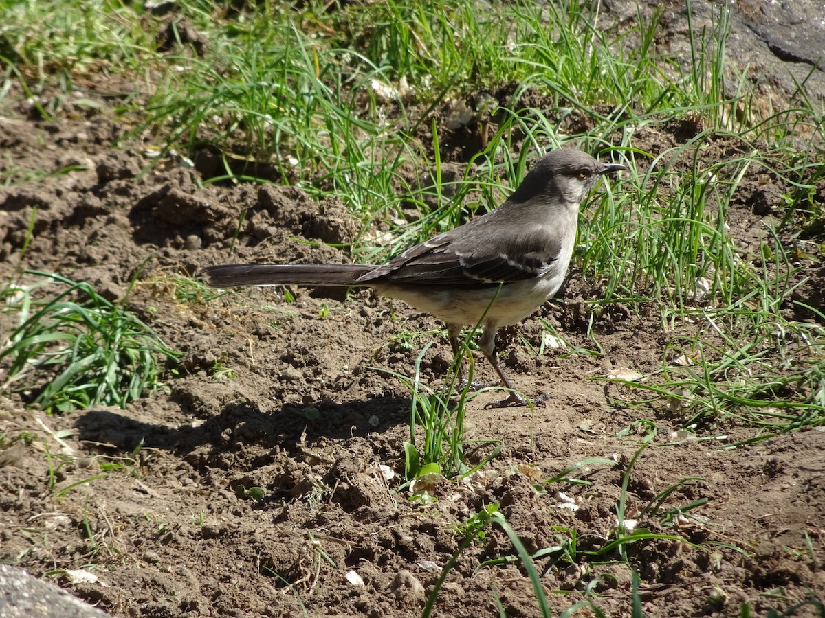 Northern Mockingbird - Stephen Chang