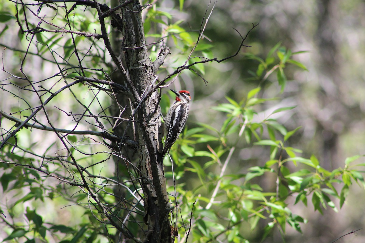 Red-naped Sapsucker - ML351035511