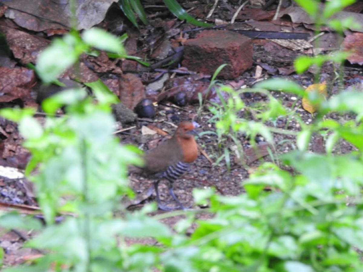 Slaty-legged Crake - ML351037231