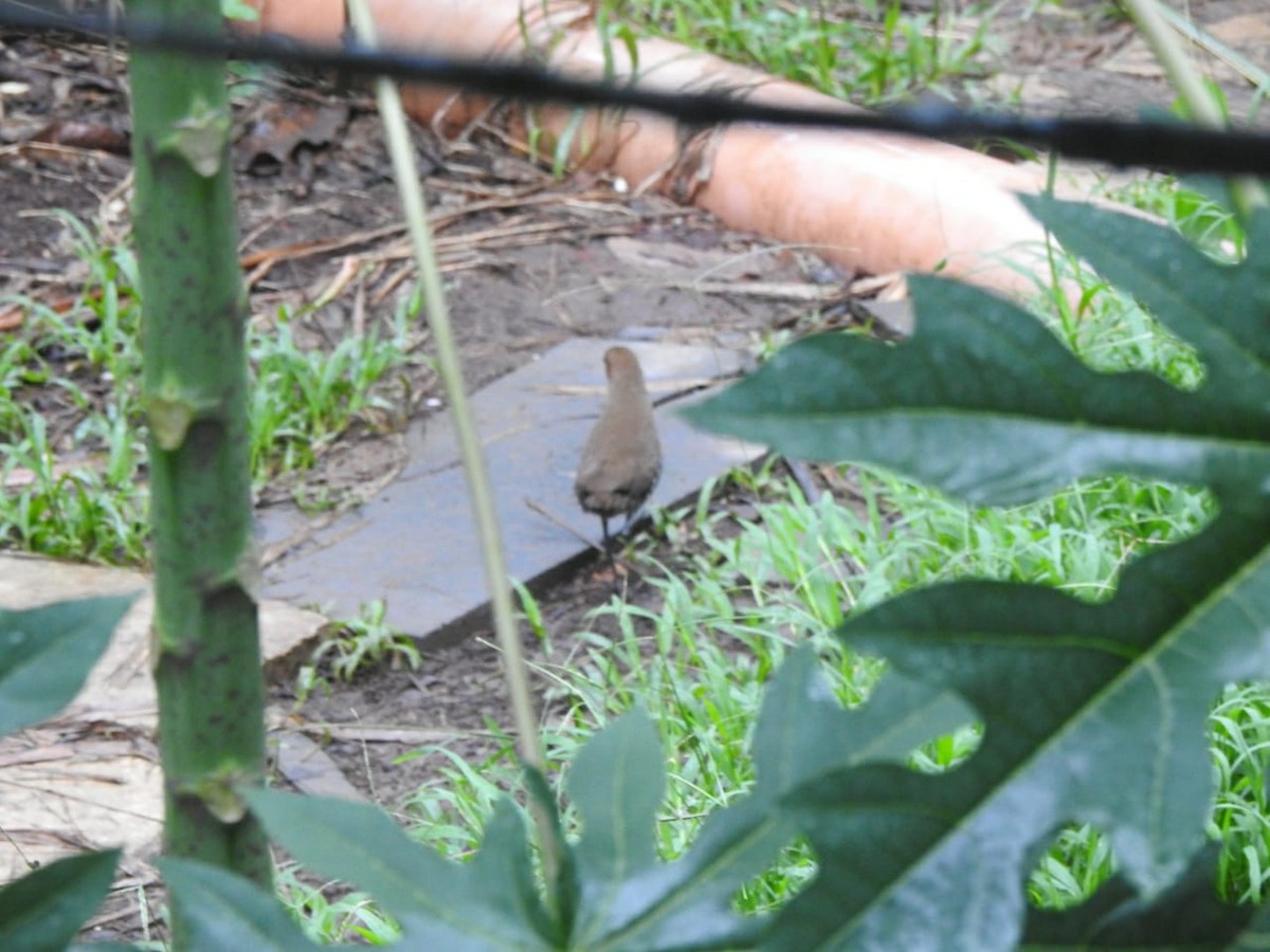 Slaty-legged Crake - ML351037241