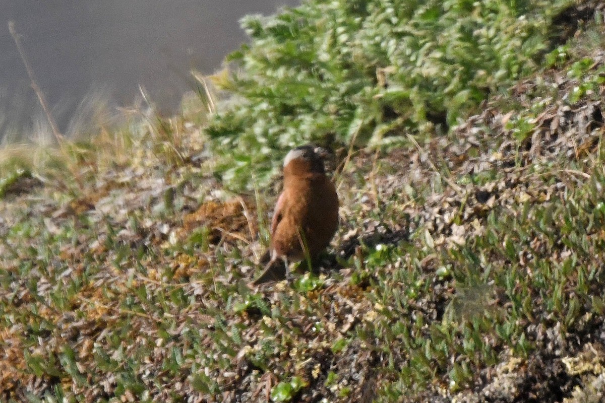 Gray-crowned Rosy-Finch - ML351038271