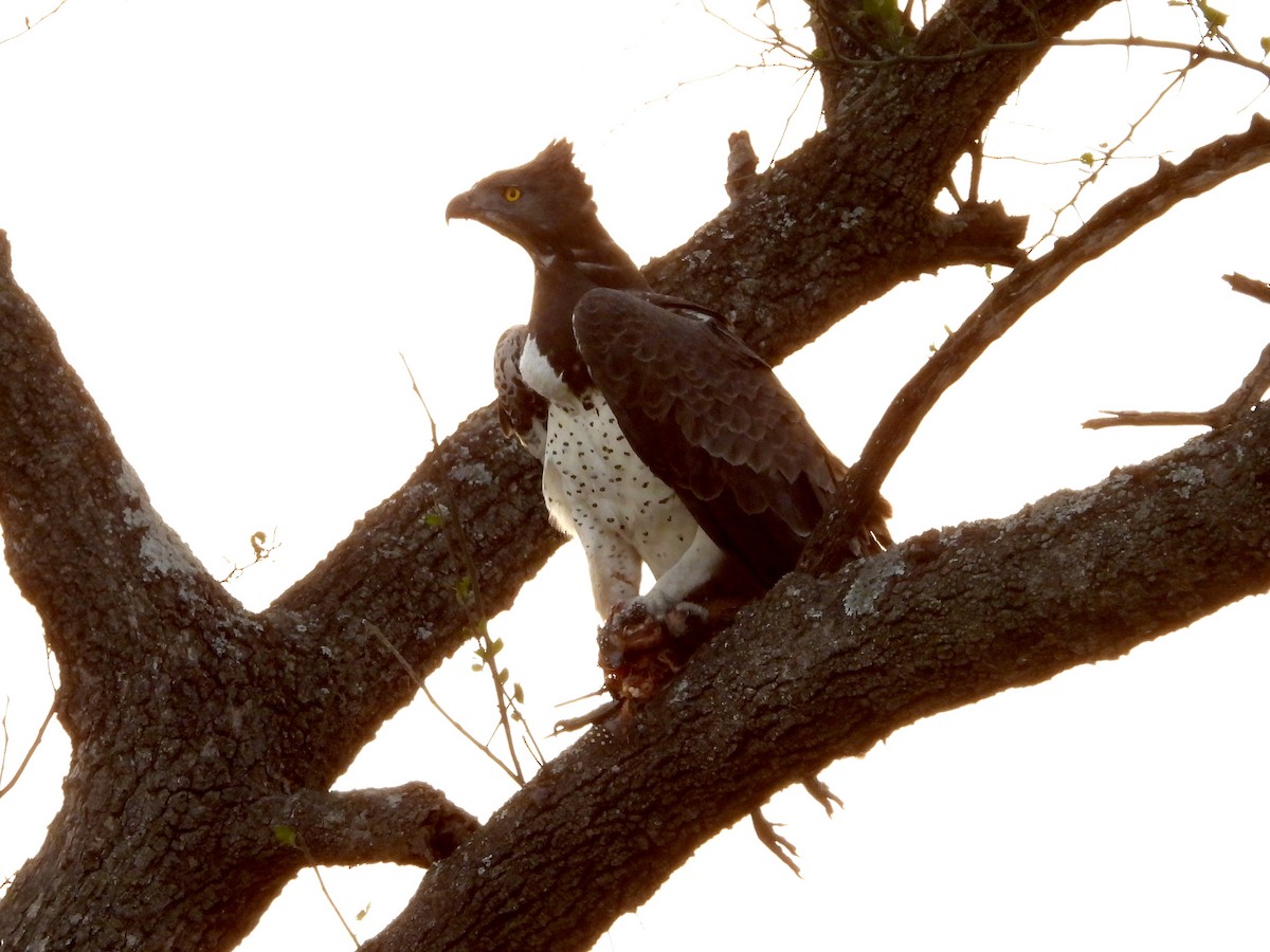 Martial Eagle - ML351038371