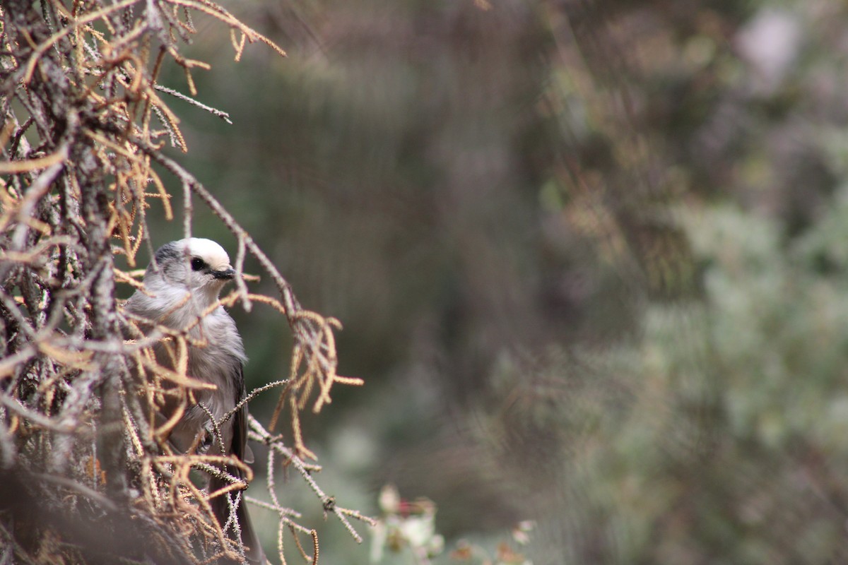 Canada Jay - ML351039201