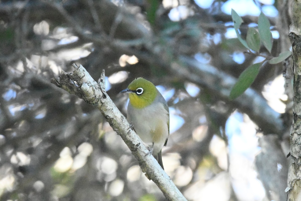 Silvereye - Tom Huston