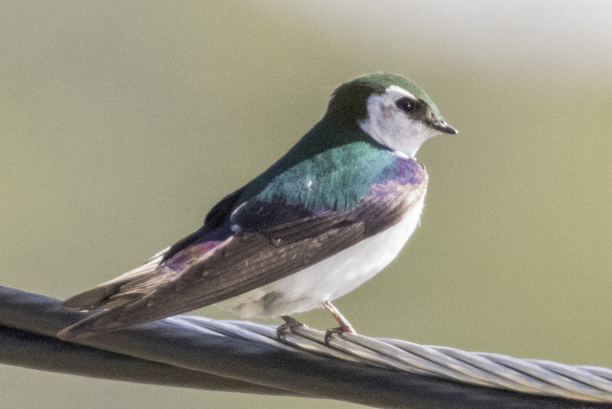 Violet-green Swallow - ML351040261