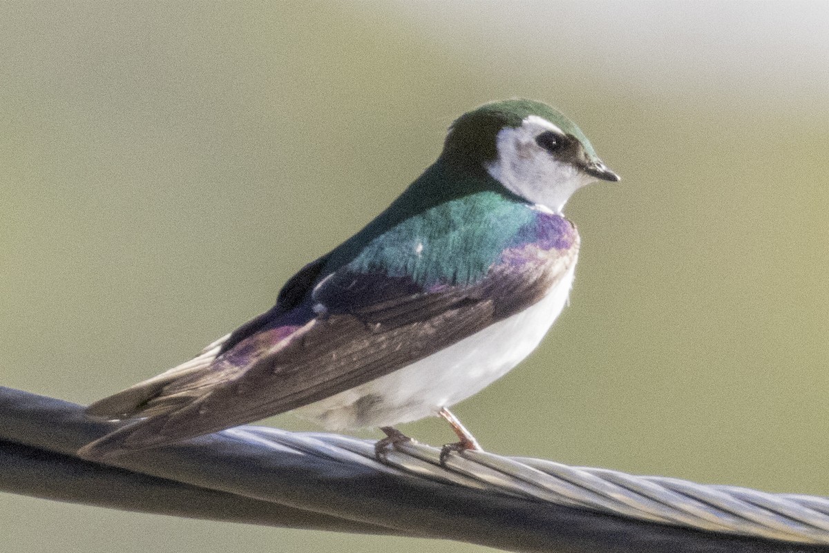 Golondrina Verdemar - ML351040261