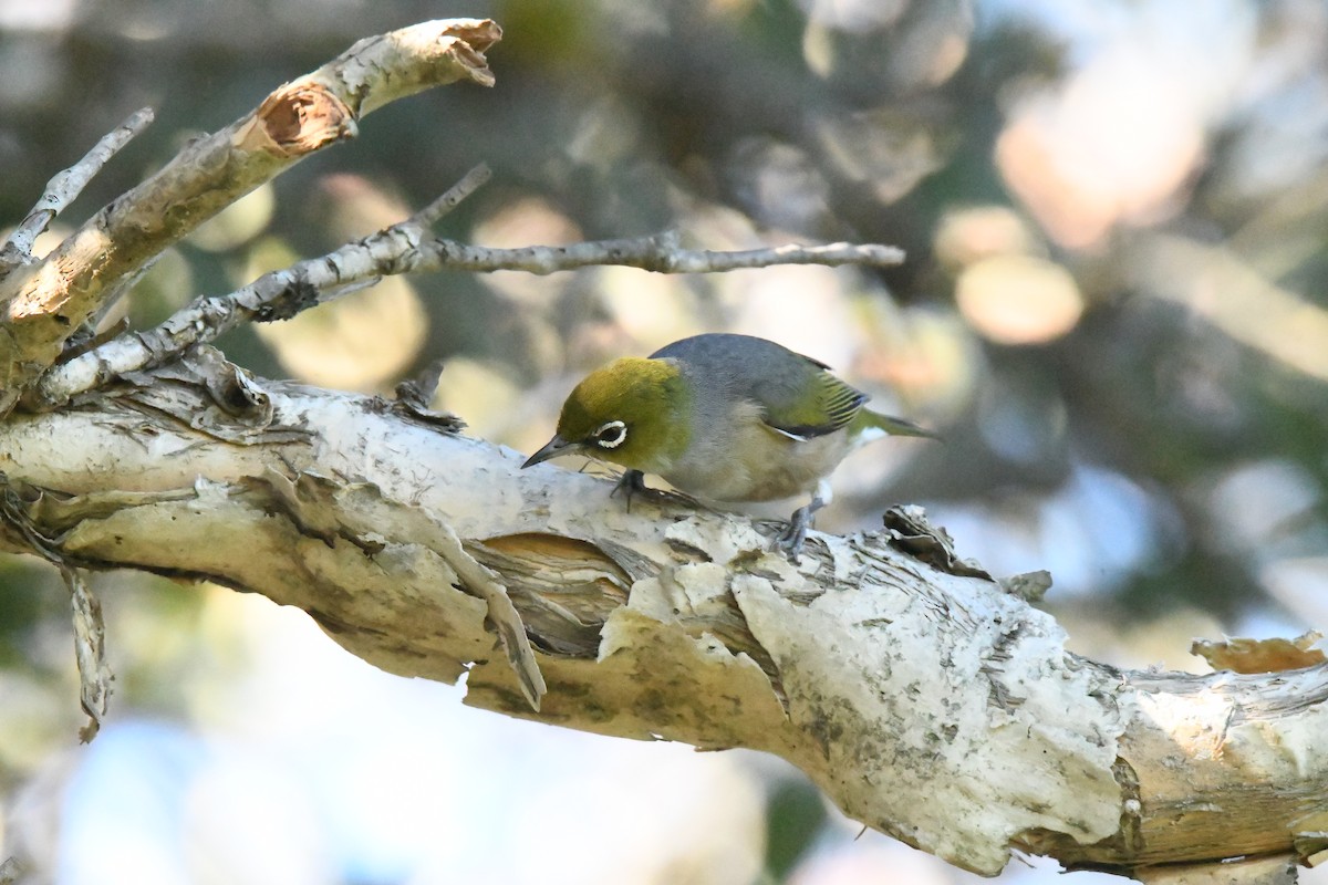 Silvereye - ML351040271