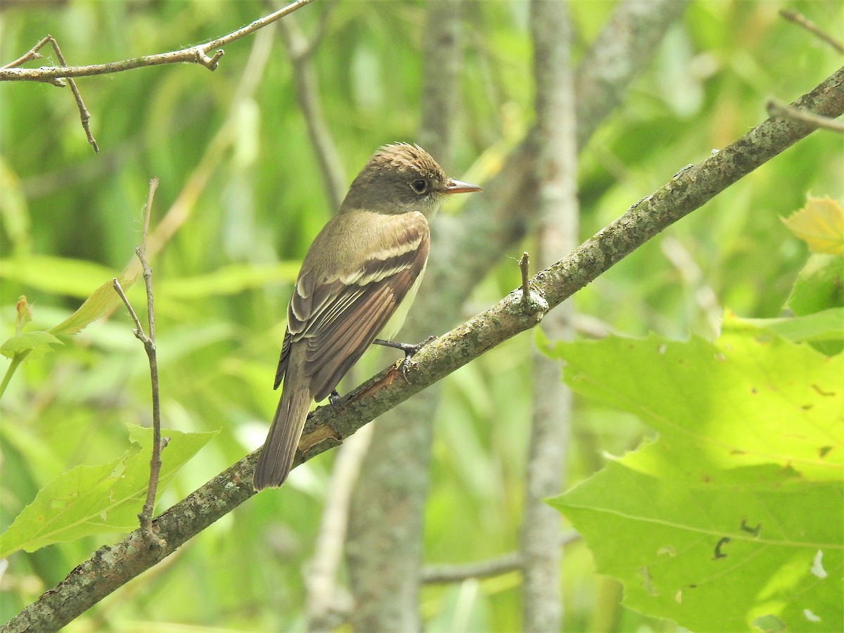 Willow Flycatcher - ML351040301