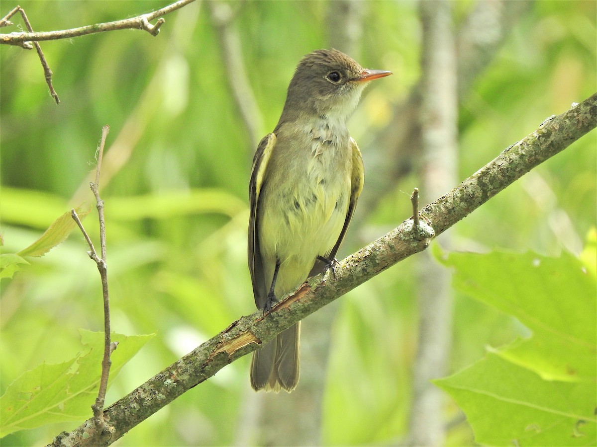 Willow Flycatcher - ML351040311