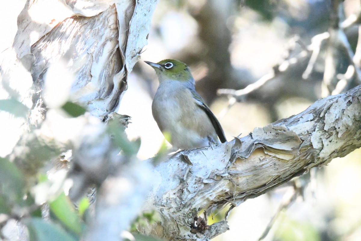 Silvereye - Tom Huston