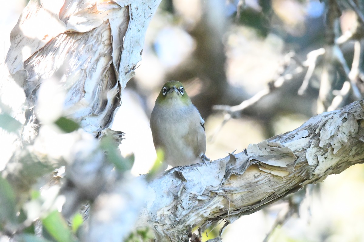 Silvereye - ML351040371