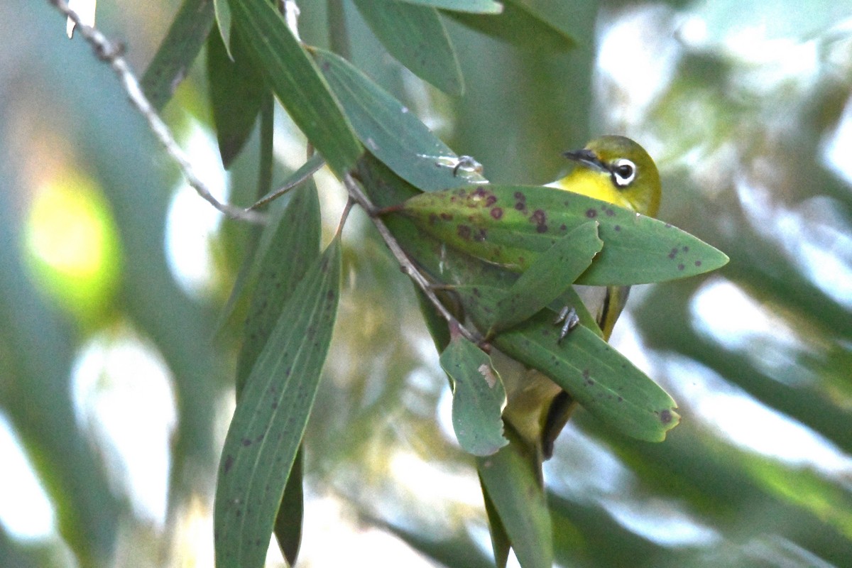 Silvereye - Tom Huston