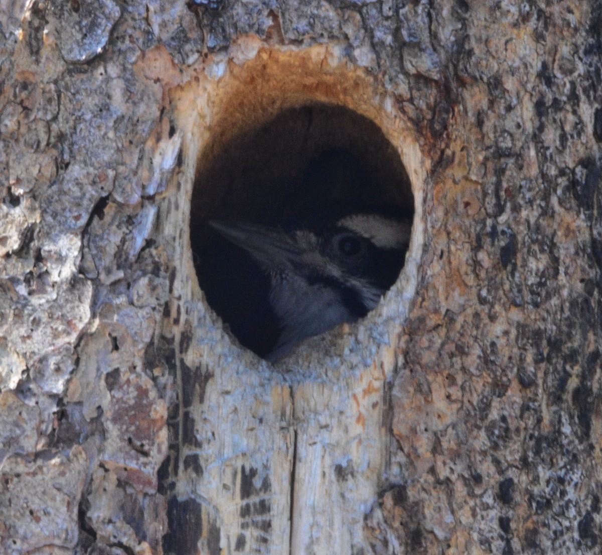 Hairy Woodpecker - Peter Olsoy