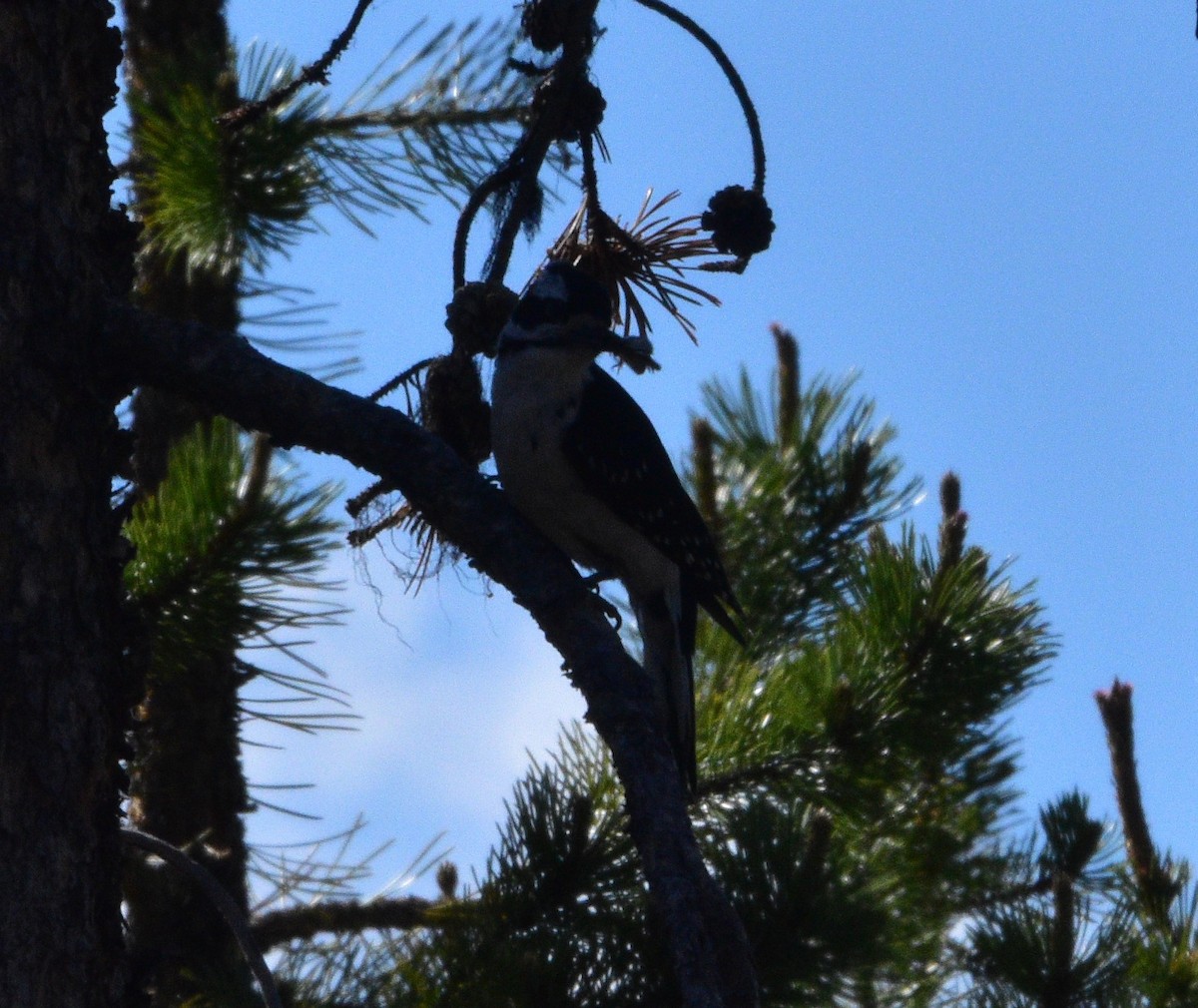 Hairy Woodpecker - ML351040641