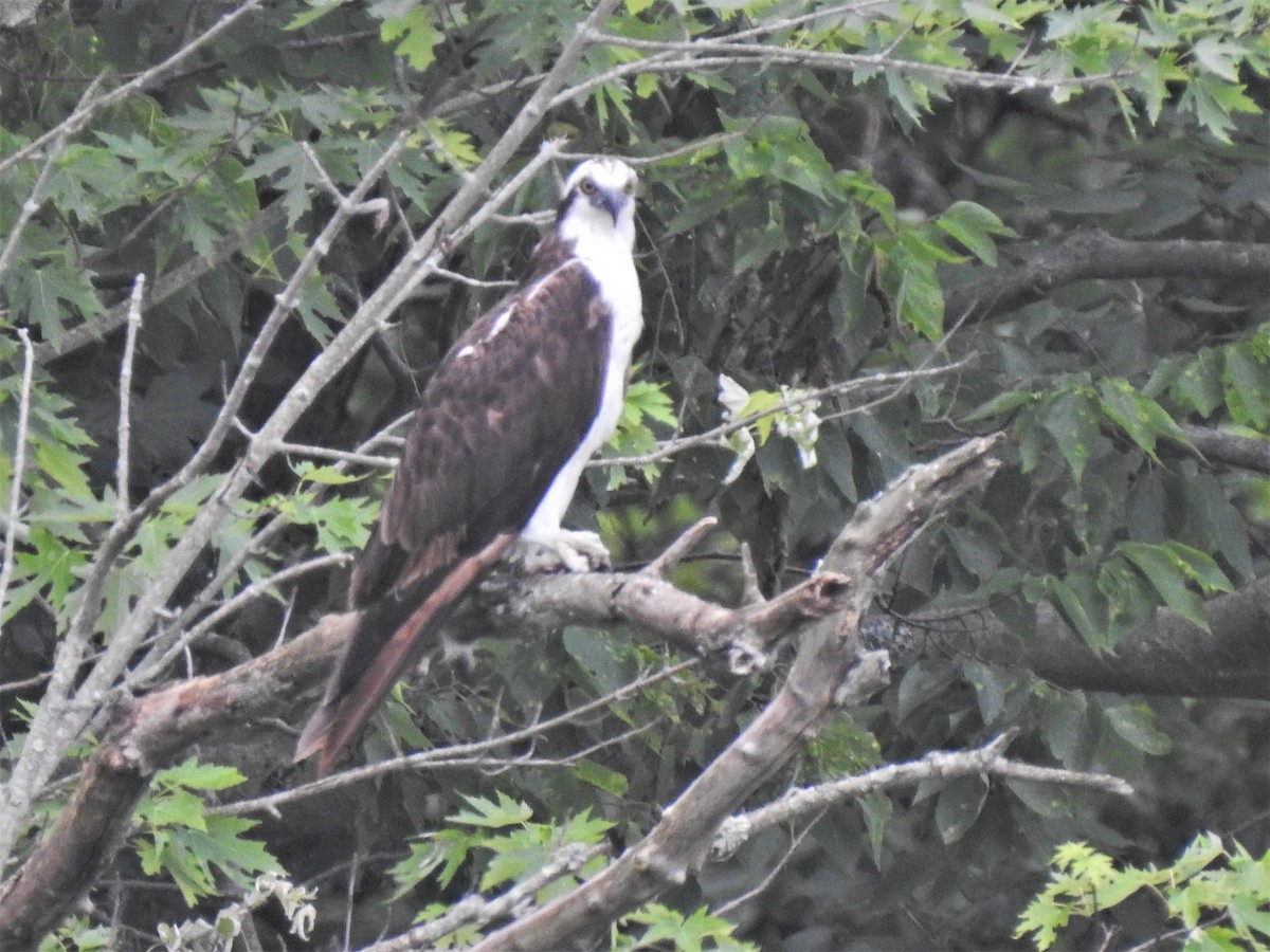 Osprey - Susan Brauning