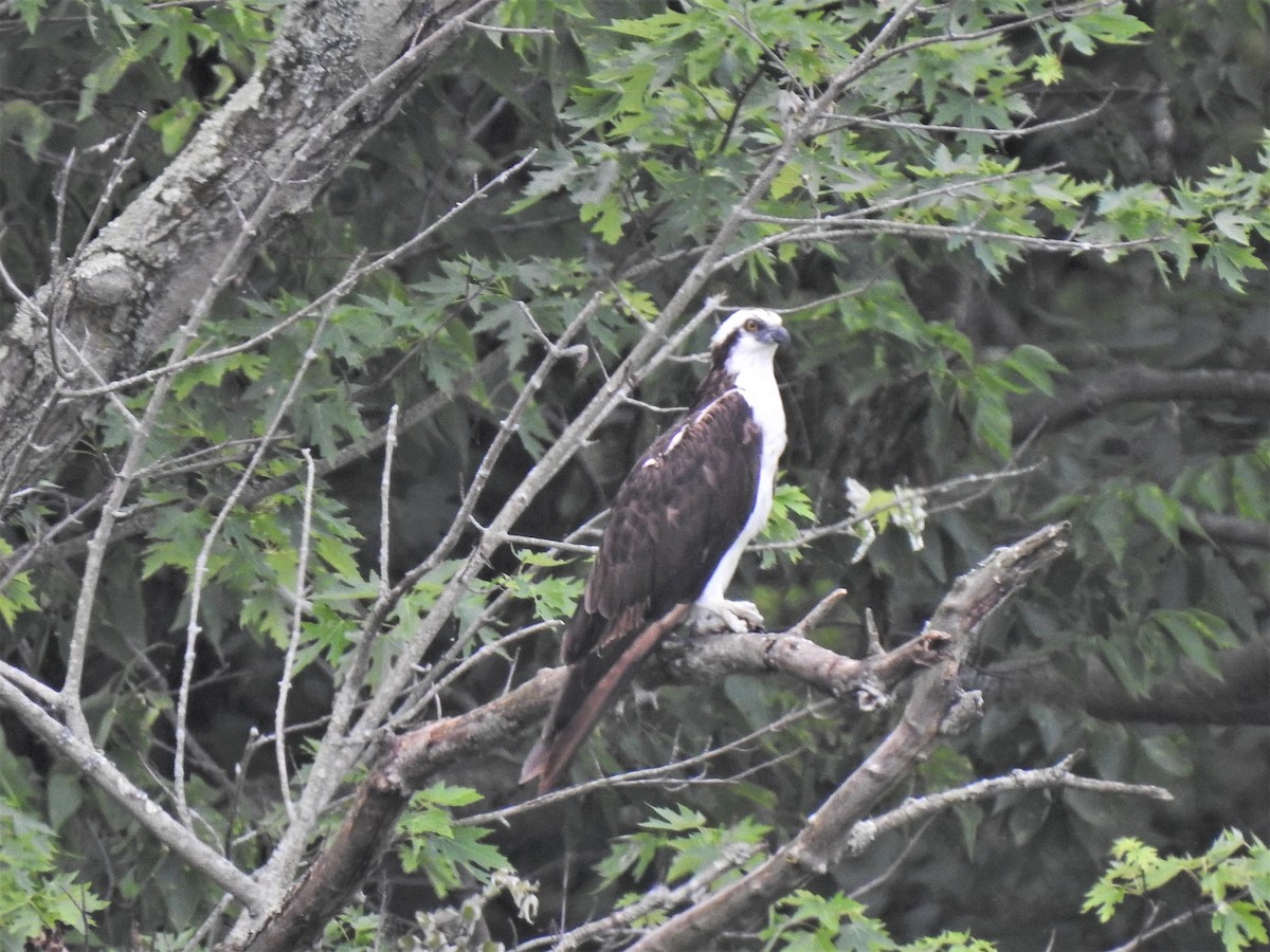 Osprey - ML351040771