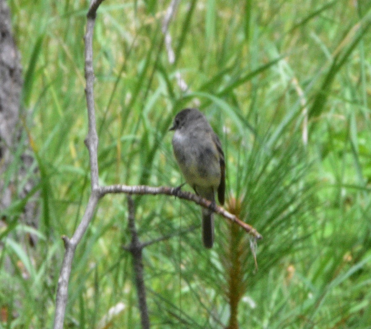 Western Wood-Pewee - ML351041001