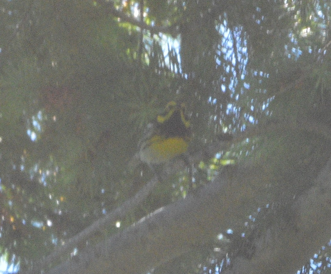 Townsend's Warbler - ML351042121