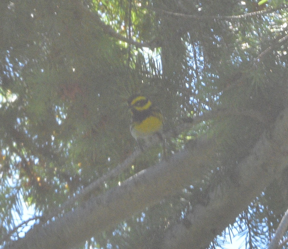 Townsend's Warbler - ML351042131