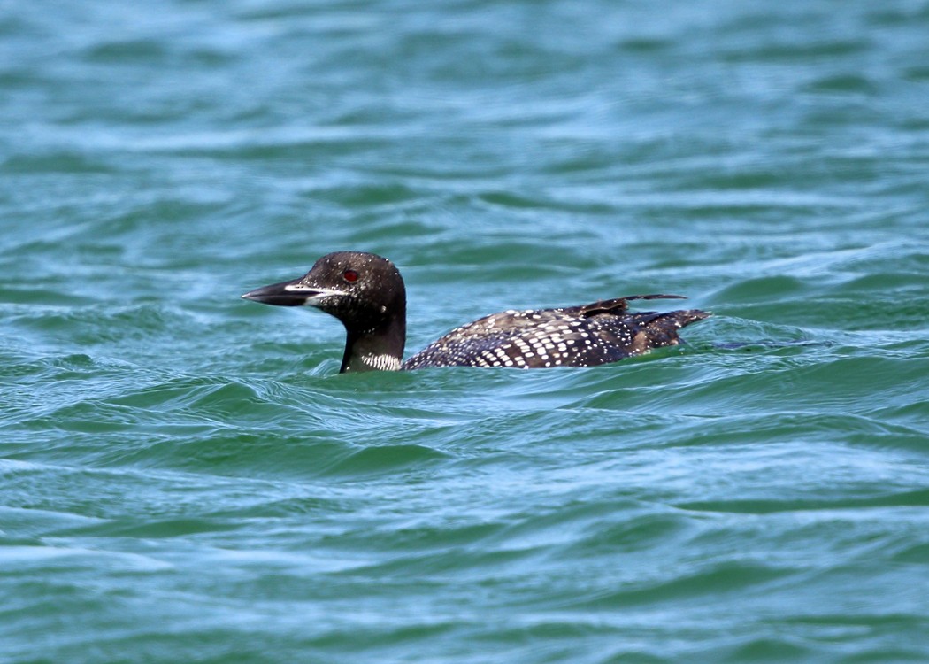 Common Loon - ML35104341