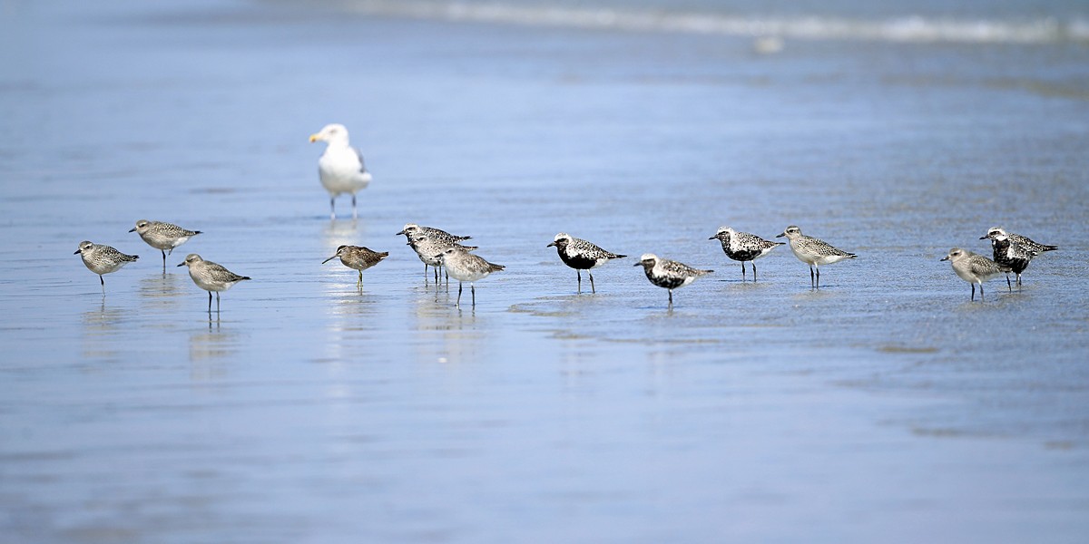 Black-bellied Plover - Tom Murray