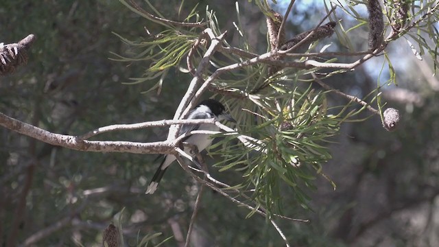 Gray Butcherbird - ML351044261