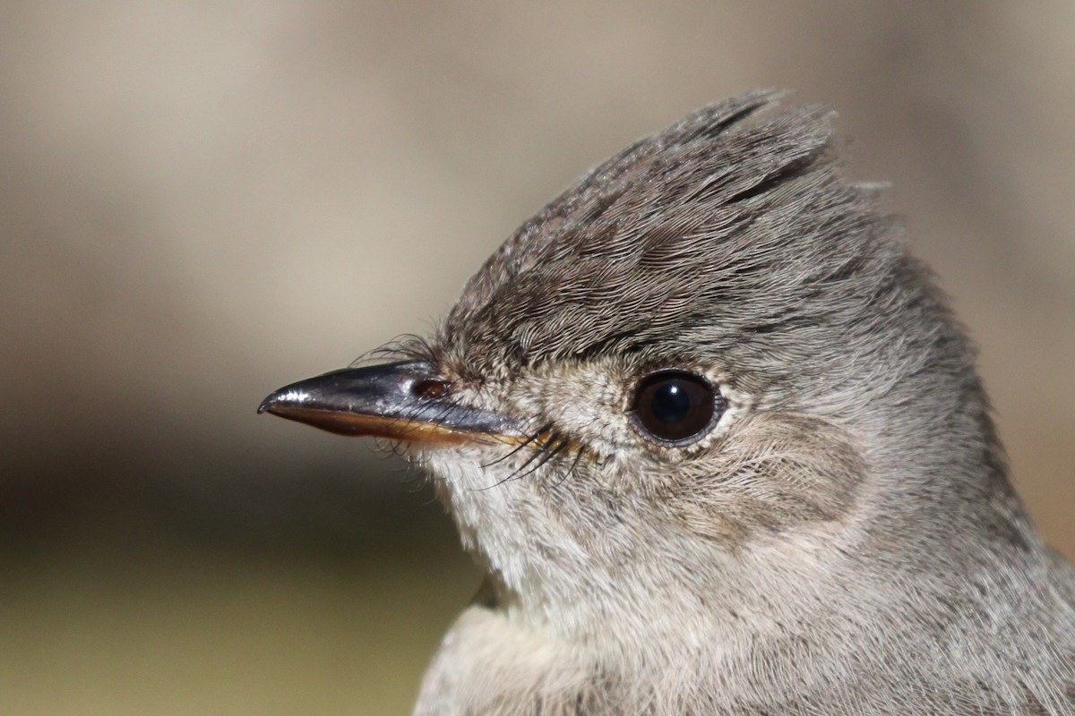 Western Wood-Pewee - Andrew Thomas 🦅🪶