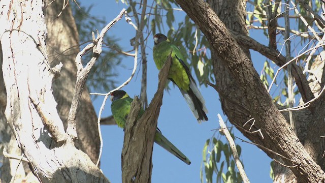 Perico de Port Lincoln (semitorquatus) - ML351045581