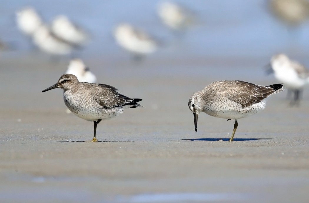 Red Knot - ML35104571