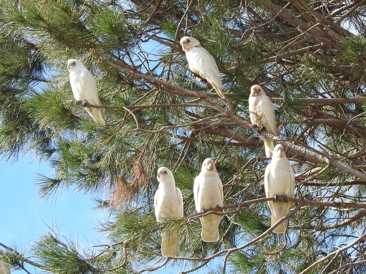 Little Corella - ML351046331