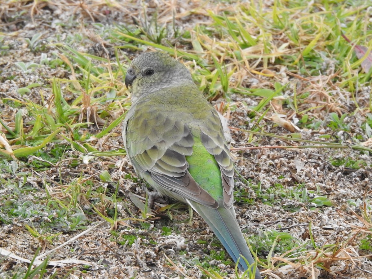 Red-rumped Parrot - ML351046451