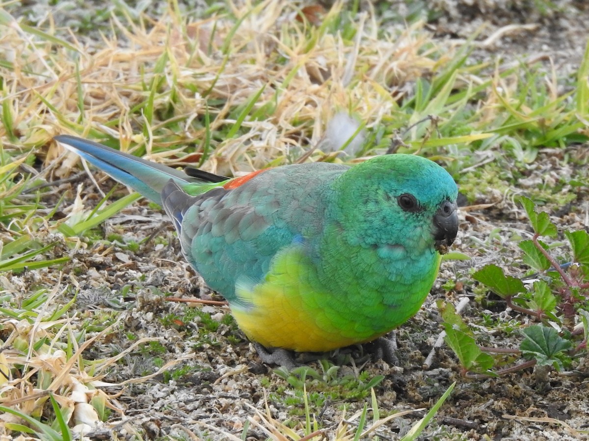 Red-rumped Parrot - ML351046471