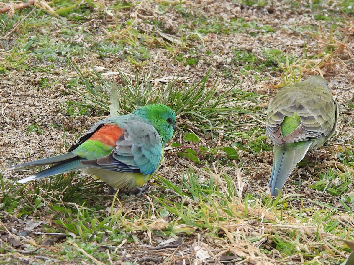 Red-rumped Parrot - ML351046481