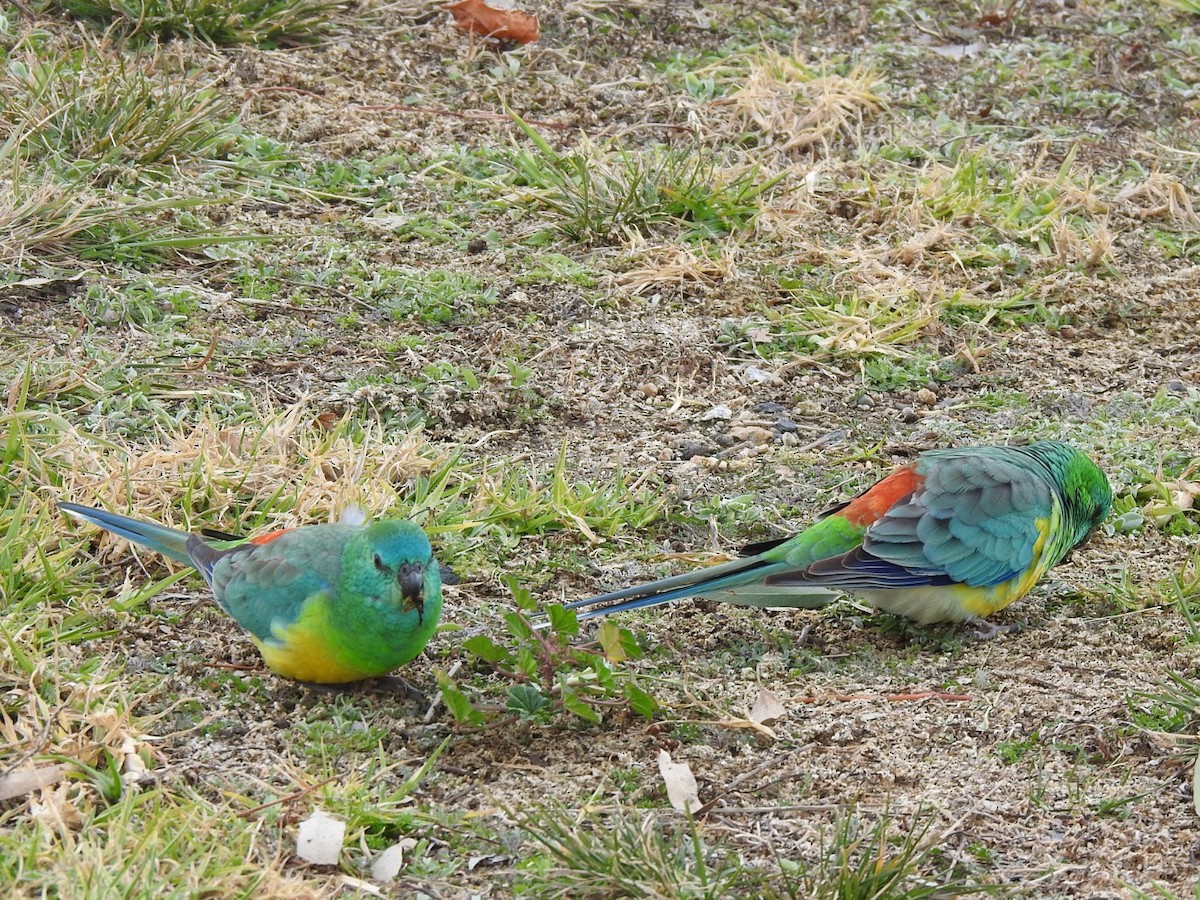 Red-rumped Parrot - ML351046491