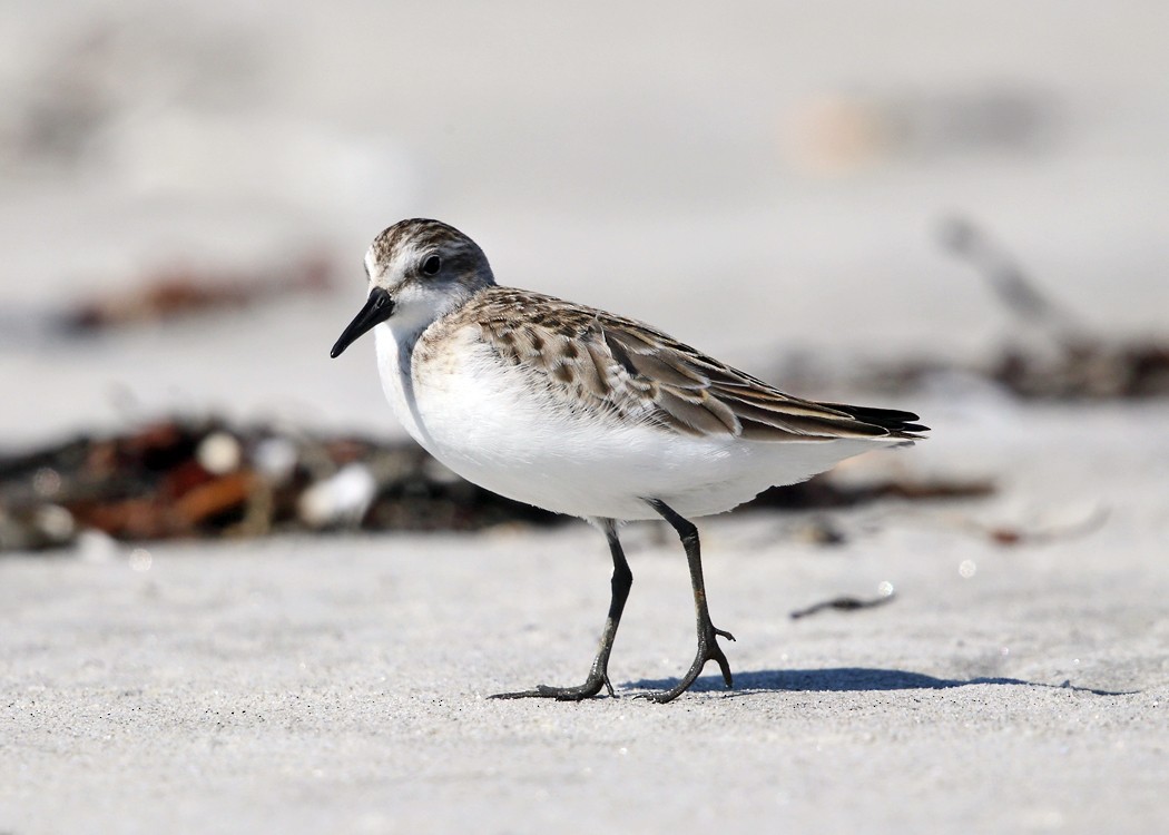 Semipalmated Sandpiper - ML35104711