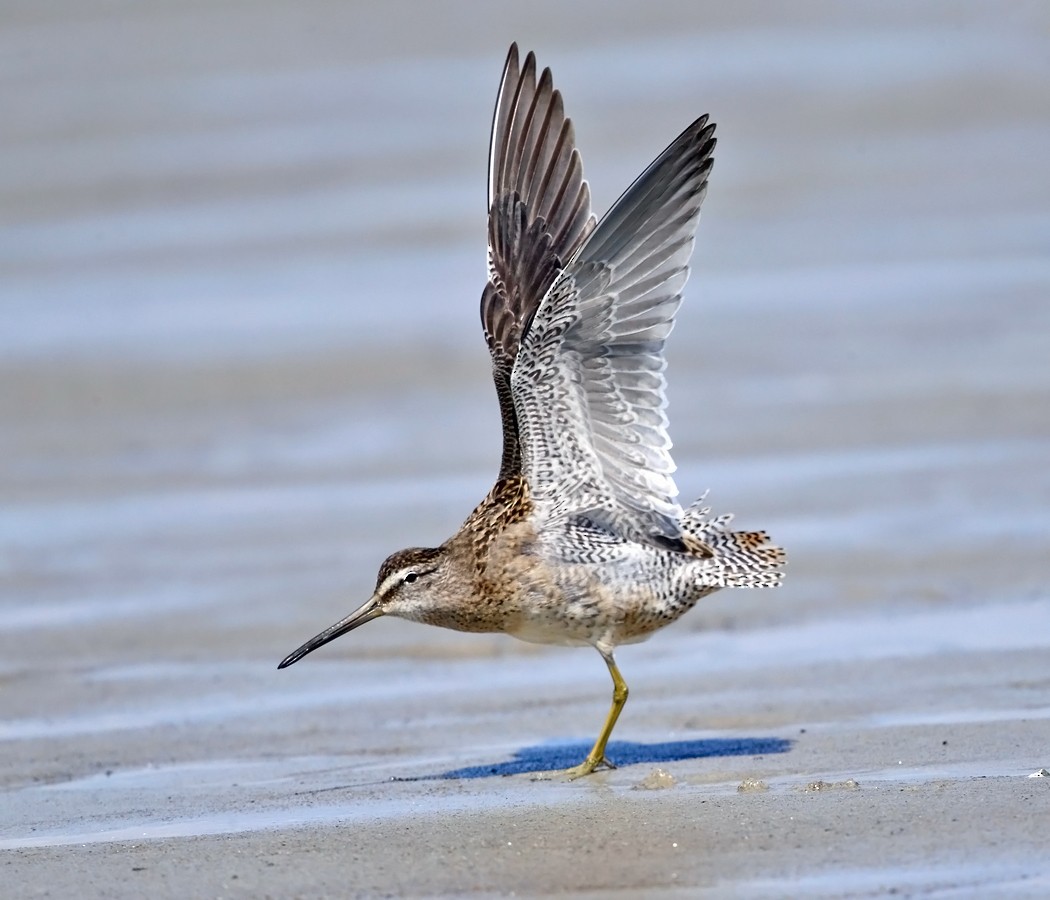 Short-billed Dowitcher - ML35104781