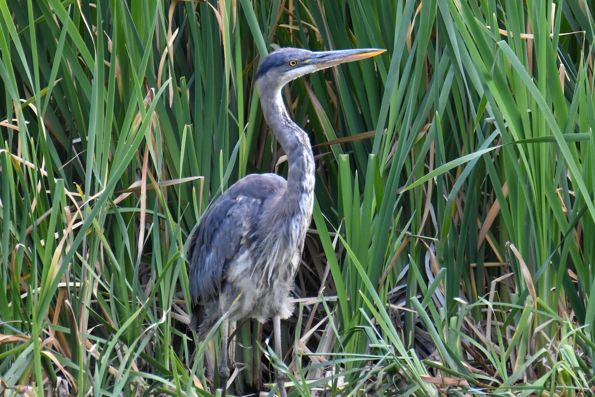 Great Blue Heron - ML351048011