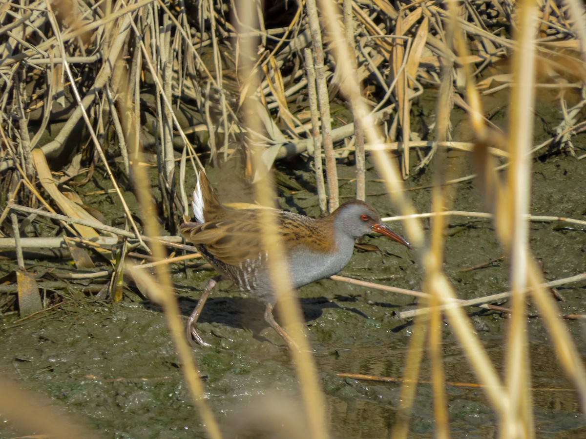 Water Rail - ML351049391