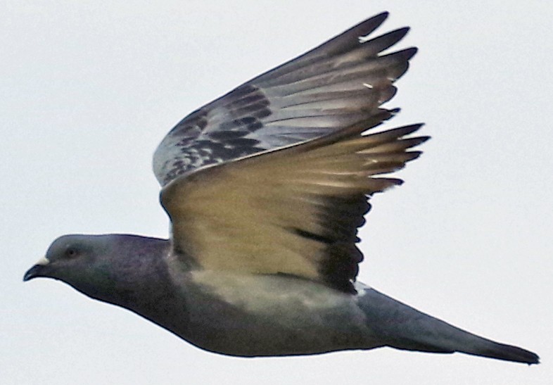 Pigeon biset (forme domestique) - ML351049431