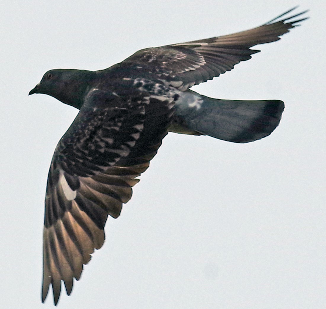 Rock Pigeon (Feral Pigeon) - Bill Winkler