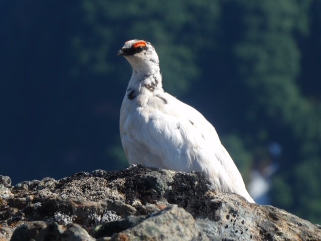 Rock Ptarmigan - Doug Woodby