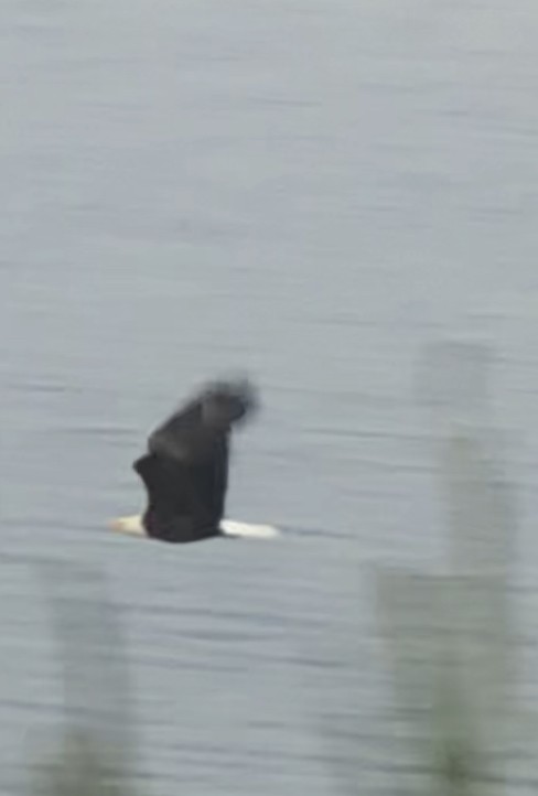 Bald Eagle - ML351050741