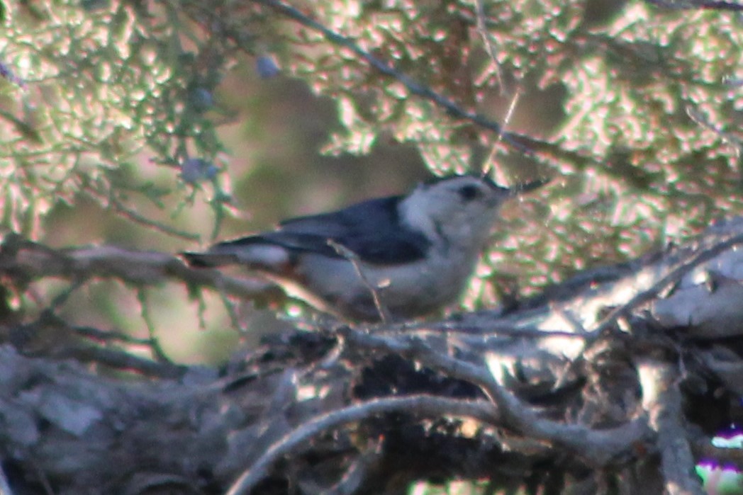 White-breasted Nuthatch (Interior West) - Sean Cozart