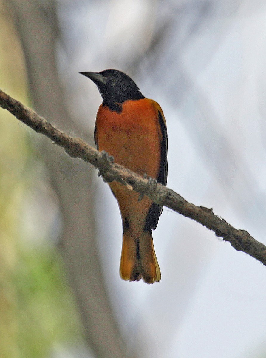 Baltimore Oriole - ML351051881