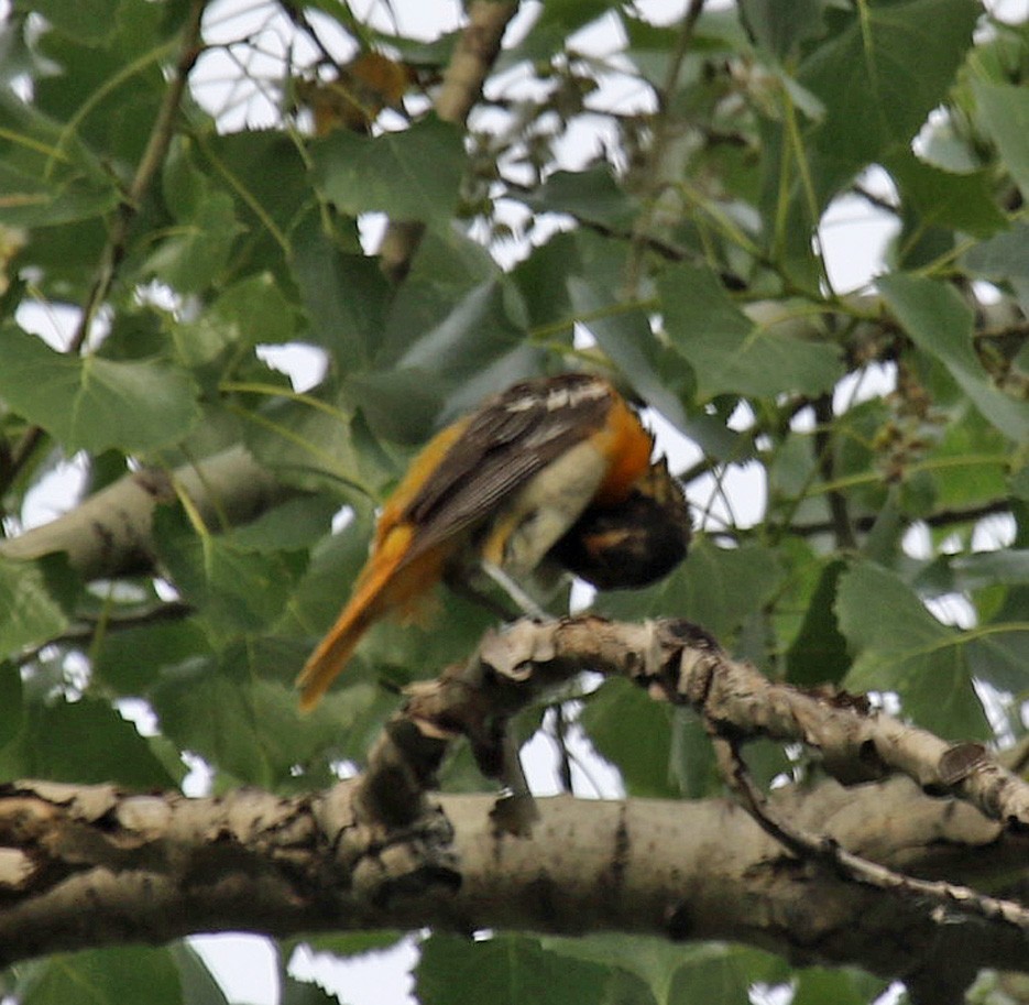 Bullock's x Baltimore Oriole (hybrid) - ML351052081