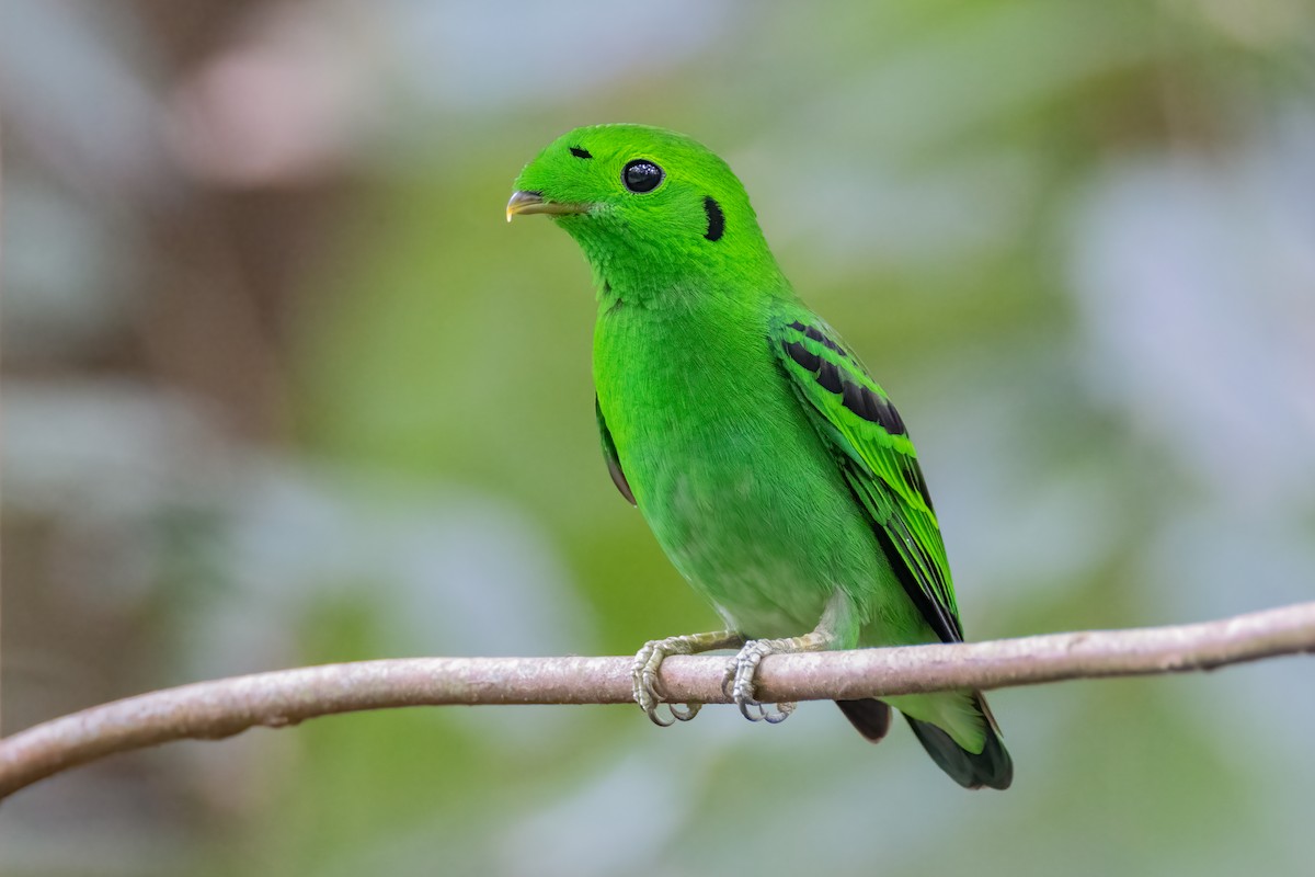 Green Broadbill - Adrian Silas Tay