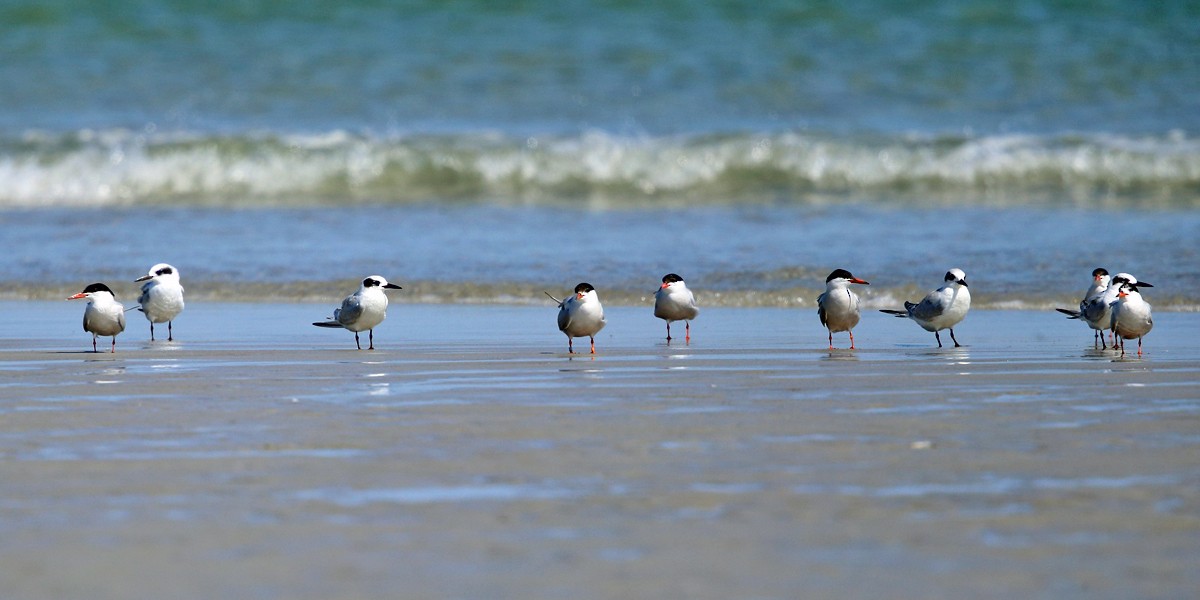 Common Tern - ML35105581